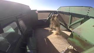 Millet Harvest 2019 Part 1