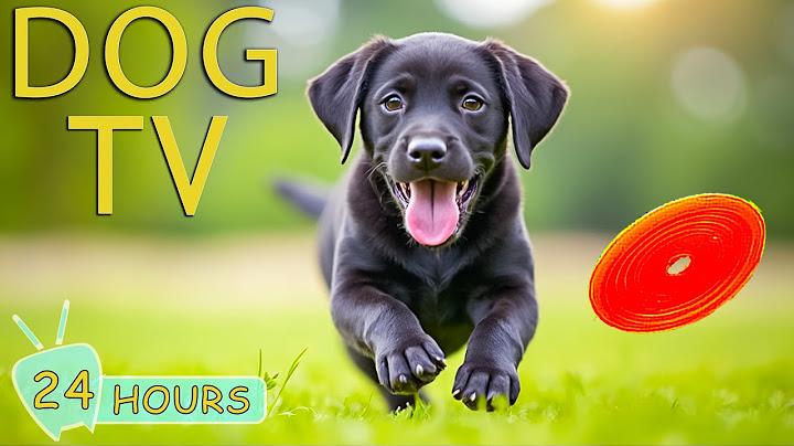 DOG TV: Video Entertainment for Dogs to Watch When Home Alone - Best All-Day Relax Music for Dogs
