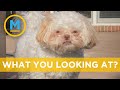 These disapproving dogs are hilarious and judgy  | Your Morning