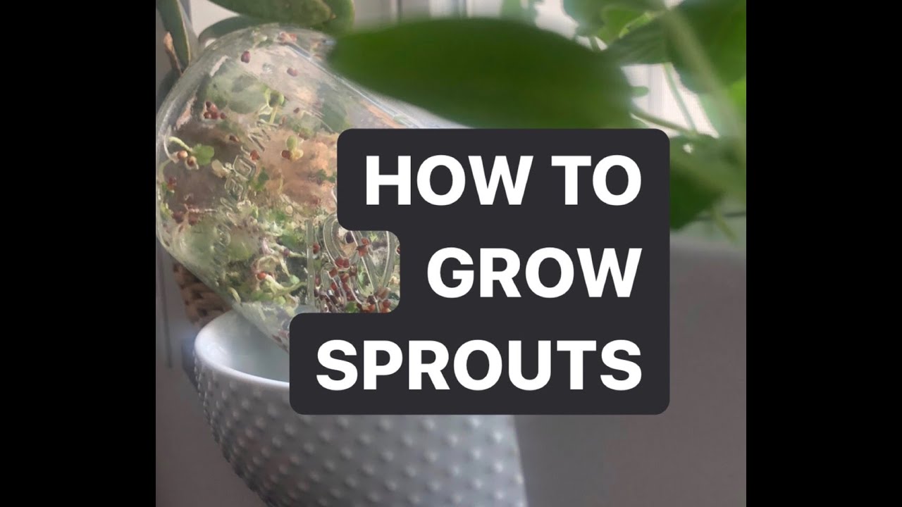 HOW TO GROW SPROUTS - 2 EASY STEPS! | Introspectively Living 