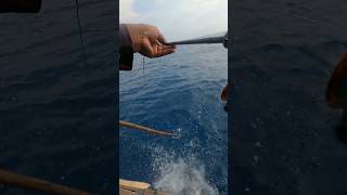 Doble Strike Tenggiri babon menggunakan reel #Terra #Hammerhead