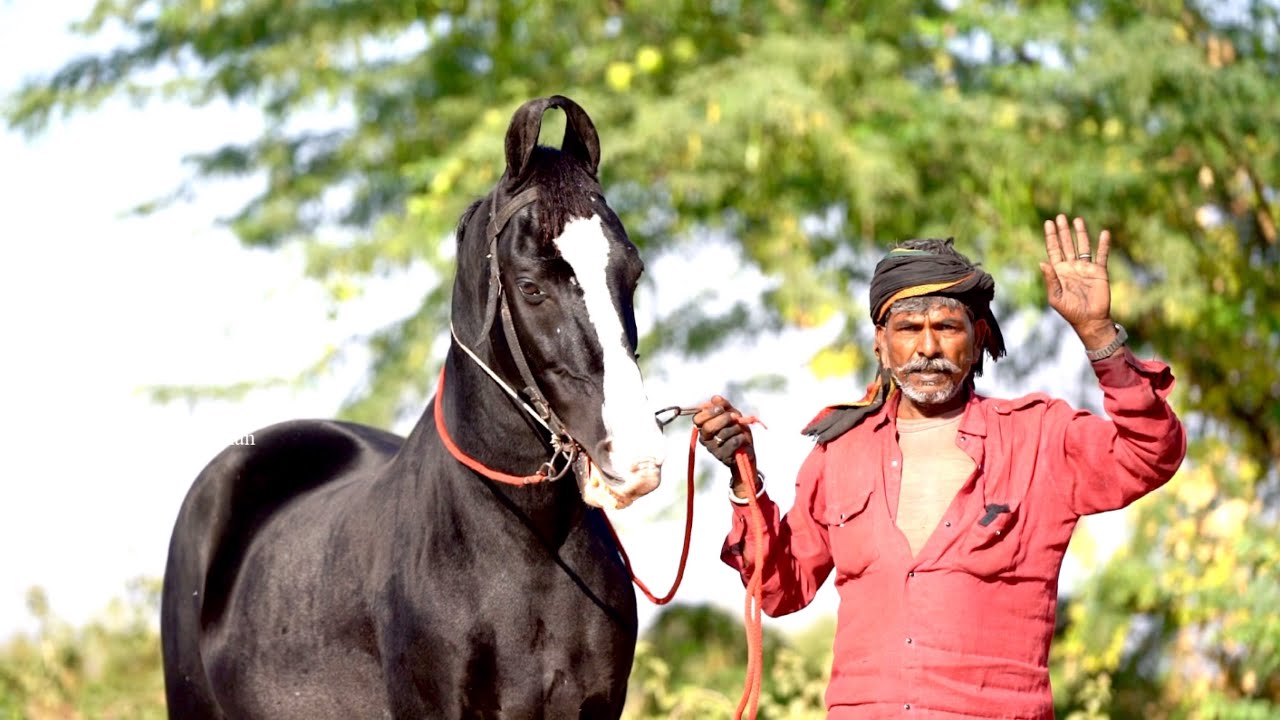 डबोक एयरपोर्ट का राजा बालू भाई वाला घोड़ा बादल
