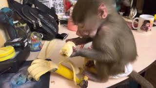 ТАК ПРИКОЛЬНО! Люська научилась аккуратненько чистить банан КАК ЧЕЛОВЕК, а не рвать его как БИБИЗЯНА