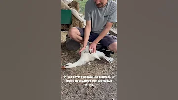 Аист наконец может расправить крылья #animal #ukraine #bird