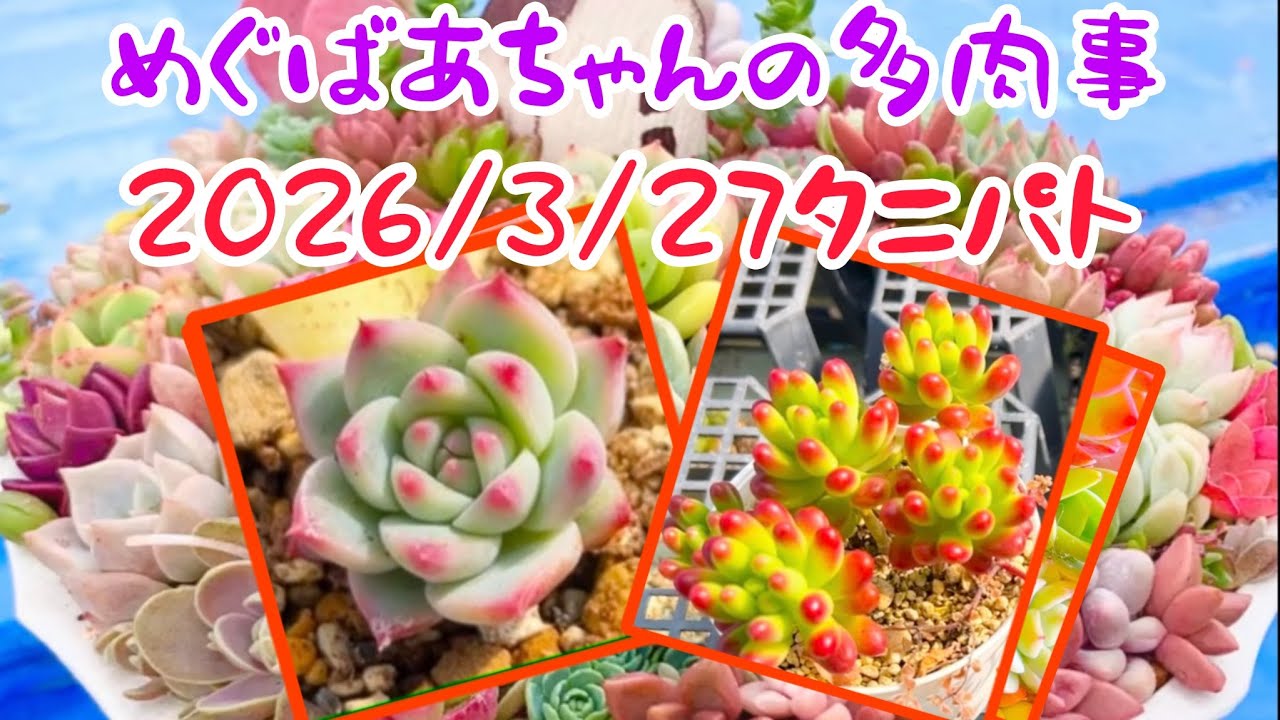 🪴No.472🪴Succulents🪴2026/3/27 Succulent Patrol🪴Grandma 🪴No.472🪴Succulents🪴2026/3/27 Succulent Patrol🪴Grandma