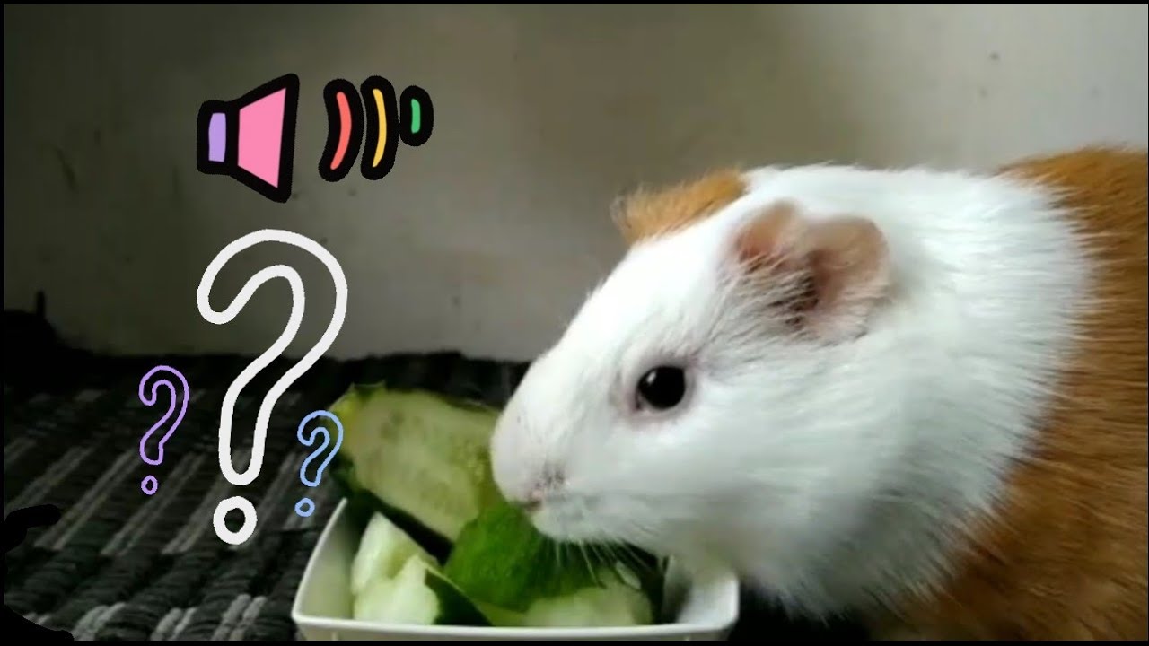 guinea pig sounds guinea pig sounds