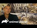 Mamba-negra devora um roedor diante de Fank e Darran | Wild Frank vs Darran | Animal Planet Brasil