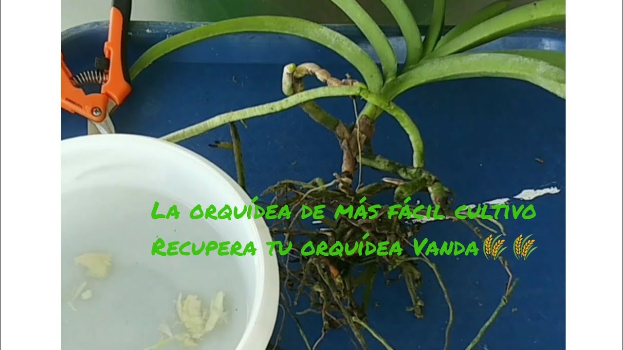 La Orquidea de más fácil cultivo. Recupera tu Orquidea vanda.🌾🌾