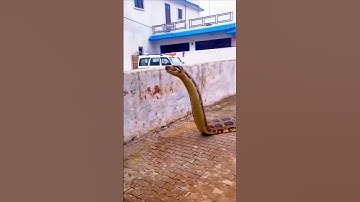 Snake in the middle of the road, you will be shocked to see it 🐉🙏 #python #on #street #snake #video