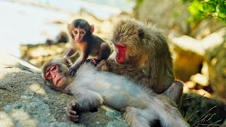 Japan's Uninhabited Monkey Island: Kojima 幸島 (宮崎) - Exploration & Art - Japanese Macaque