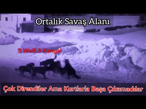 Video: Alfa ölüm qurdları ragnarokda kürü tökür?