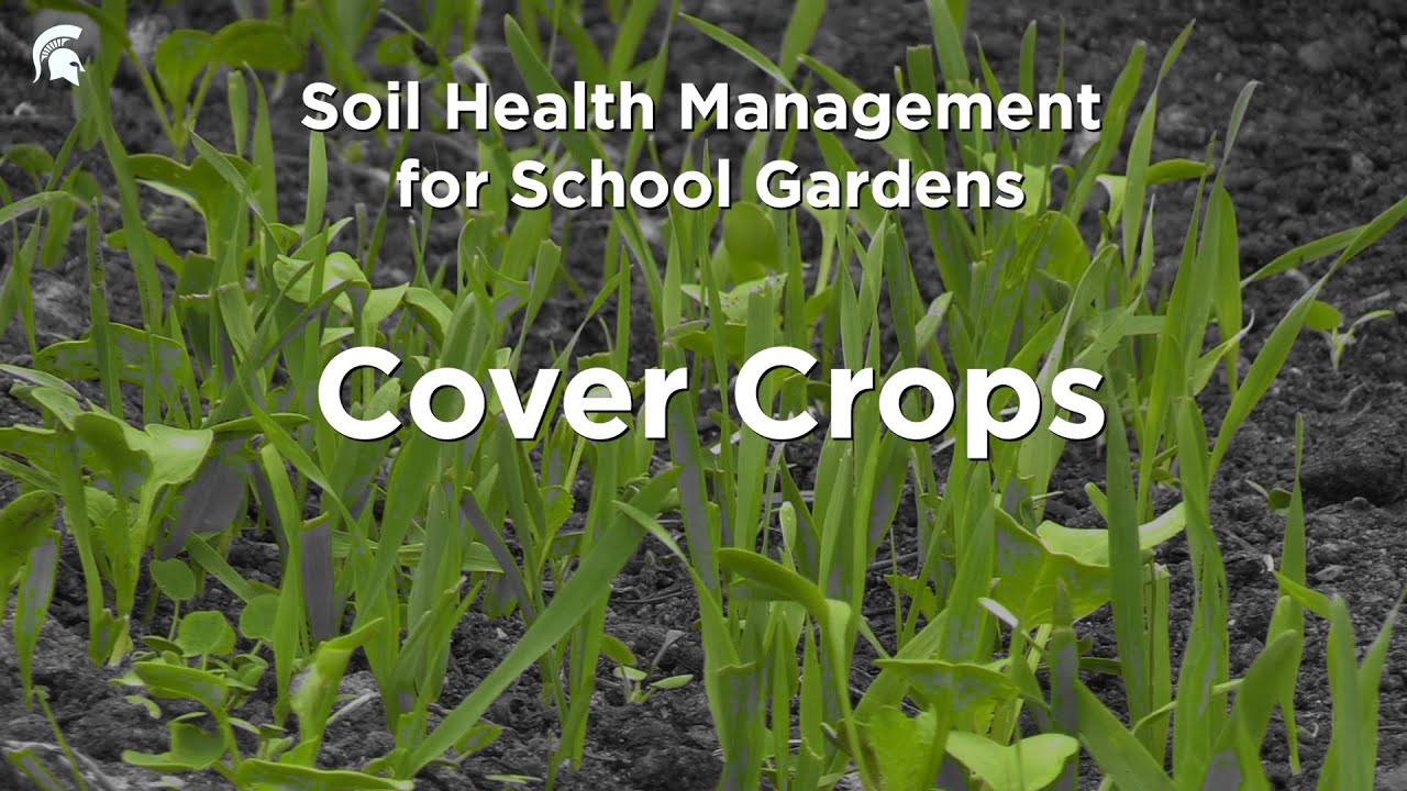 School Gardens Cover Crops Youtube