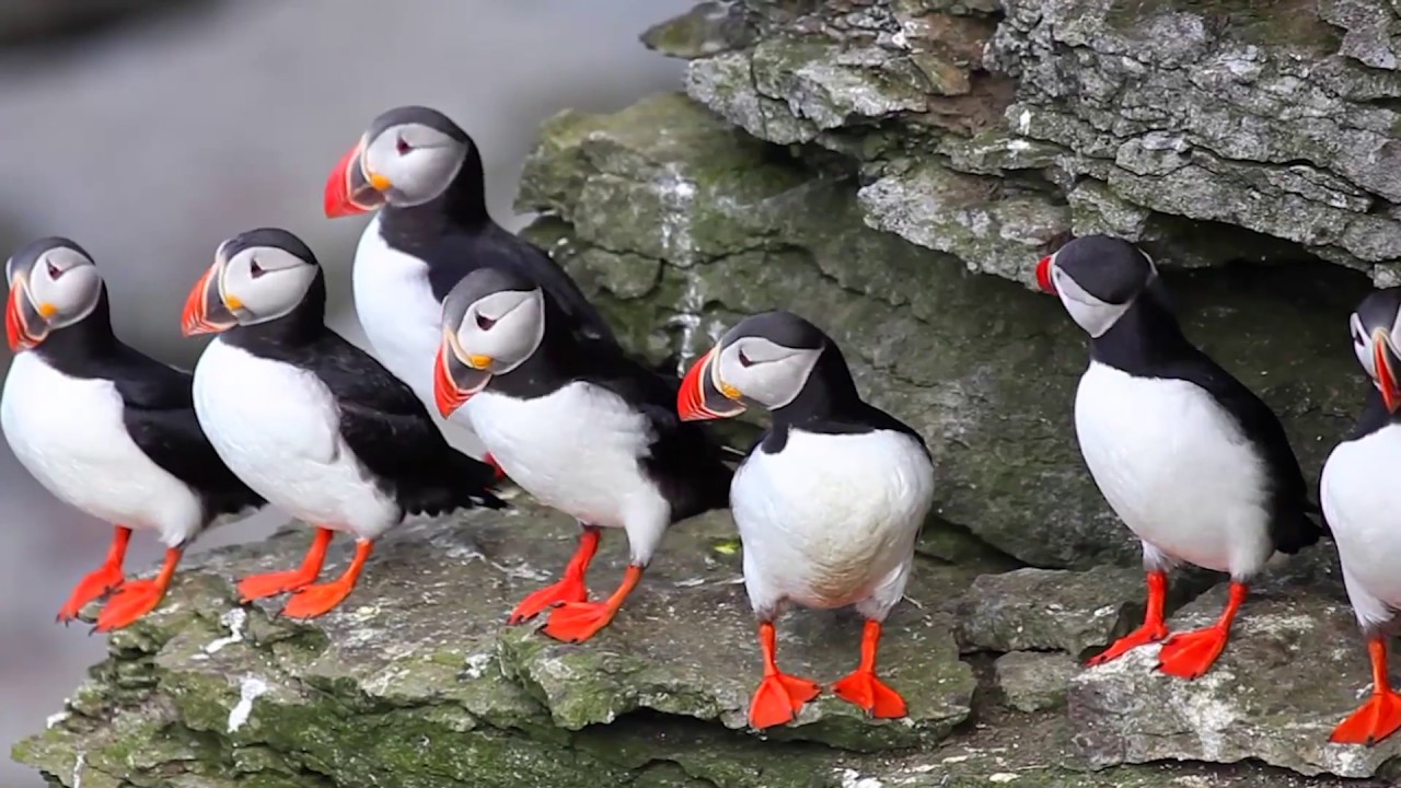 Your Earth Is Blue: Thunder Bay International Film Festival