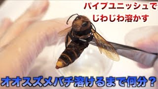 【実験】パイプユニッシュの中にオオスズメバチ入れて溶かす！！
