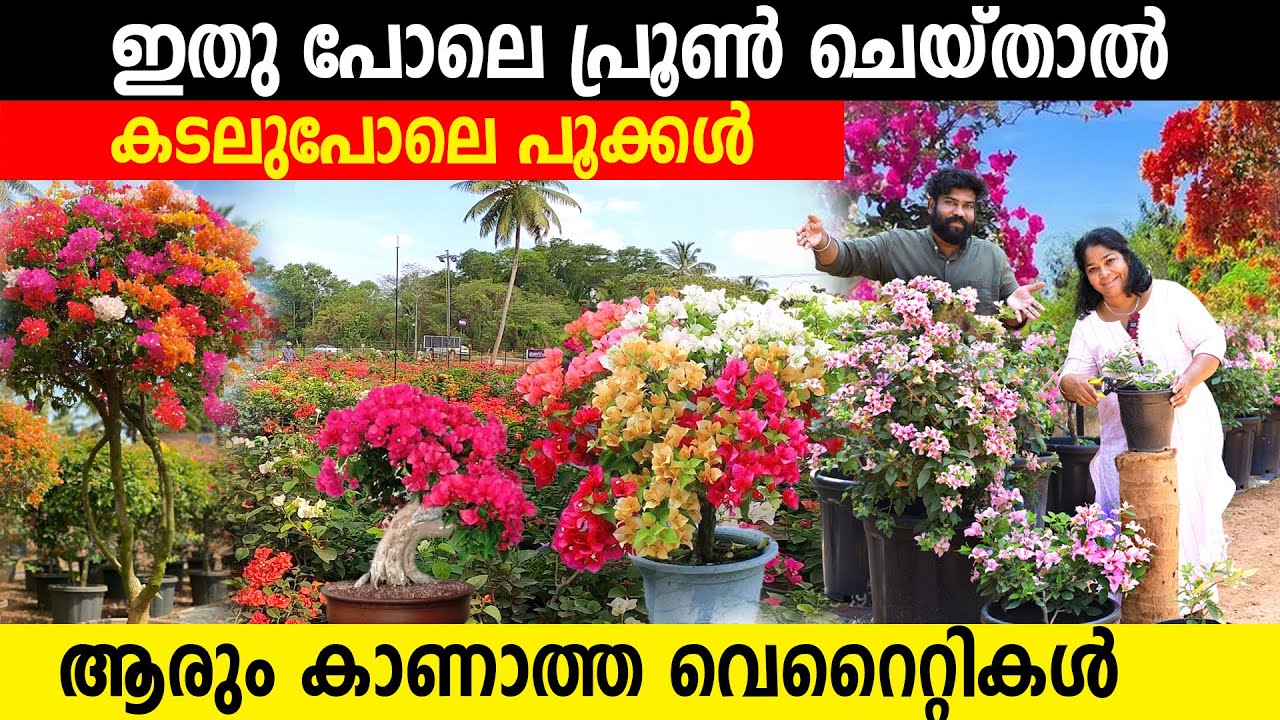 ഇതു പോലെ പ്രൂൺ ചെയ്താൽ | ആരും കാണാത്ത വെറൈറ്റികൾ ആരും വാങ്ങുന്ന വിലകളിൽ | exotic plants