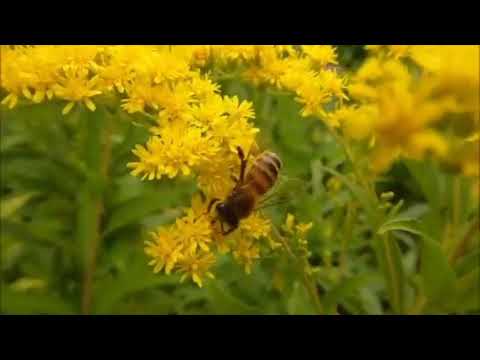 فايق ولا ناسي فيروز
