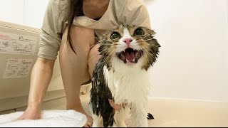 8ヶ月ぶりにママとお風呂に入ったパパ猫