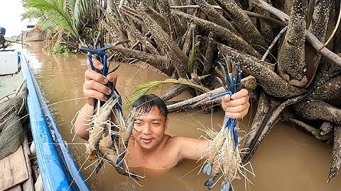 Mò Tôm Càng Sông Trúng Đậm Rồi Kiểu Này Là Say Mồi Luôn|| TCNTV #264