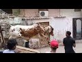 Cow unloading 😭 cow gir gai 2022