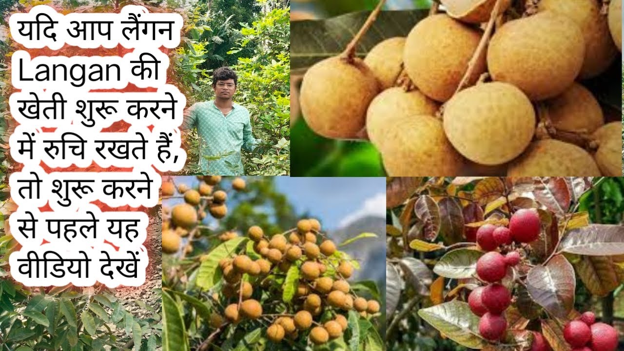 यदि आप Langan खेती शुरू करने में रुचि रखते हैं तो कृपया शुरू करने से पहले यह वीडियो देखें Web Garden