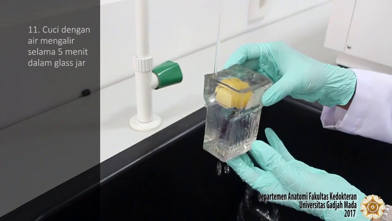 Labventure arfiant pewarnaan IHC hari ke-2