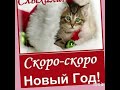 🎄☃️🍾Скоро скоро новый год... 🍾🍷🎄