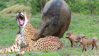 Incredible! Super Warthog Fights Madly And Knocks Down Cheetah To Escape - Warthog Vs Lion, Cheetah