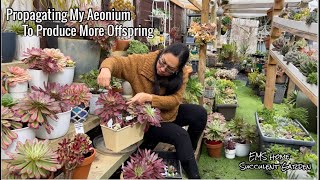 2 Ways of Propagating My Aeonium To produce more offspring screenshot 2