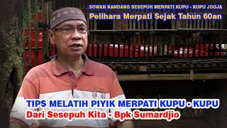 TIPS MELATIH PIYIK DARI SESEPUH MERPATI KUPU - KUPU - Bpk Sumardjio