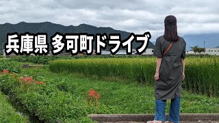 【秋の多可町グルメドライブ】百日鶏  天船巻きずし 豆腐  スイーツ  珍しい古民家の店  彼岸花の名所