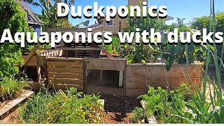 DUCKPONICS system- aquaponic system using ducks as well as fish