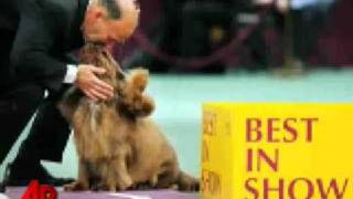 Sussex Spaniel Wins Westminster Dog Show