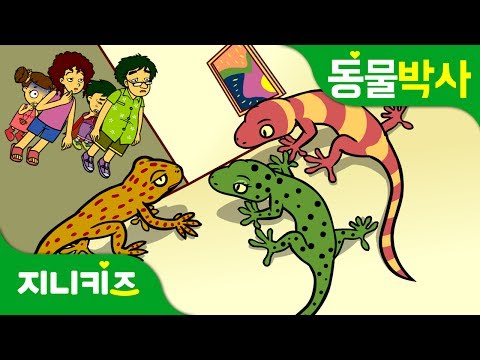 Gecko | lizard vs. Gecko | Genikids★Animal observations