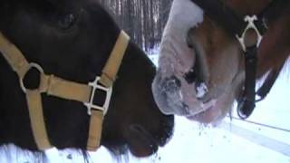 Hiver 2009 Daliah Et Stud