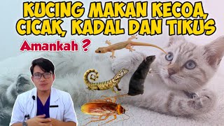 AMANKAH KUCING MAKAN KECOA, CICAK, KADAL & TIKUS ? || drh Mirza Yusa || DOKTER HEWAN
