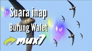 Suara inap burung walet mux7