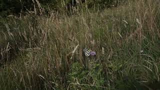 MAH08588 Marbled Whites - Melanargia galathea Plus one