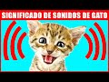 8 Sonidos Que Hacen Los Gatos Y Su Significado