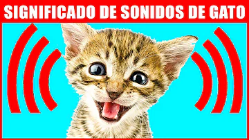 ¿Cómo se llama el sonido que hacen los gatos cuando están enojados?