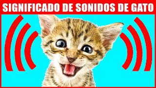8 Sonidos Que Hacen Los Gatos Y Su Significado by Hechos Sorprendentes 62,173 views 10 months ago 9 minutes, 8 seconds