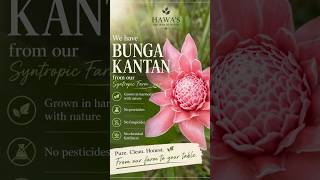 From Farm To Table Fresh Bunga Kantan In Sabah