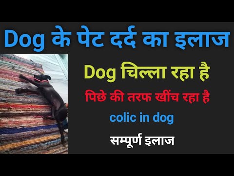 वीडियो: कुत्ते की इच्छा को समझने के 3 तरीके