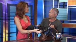 Celebrity Jacey Birch: From pet lover to animal advocate Net Worth