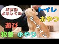 うさぎと暮らすお世話係りのルーティン【No.164】
