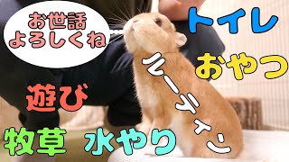 うさぎと暮らすお世話係りのルーティン【No.164】