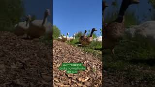 Our Ducks Having Fun In The Sun  Dare Valley Community Woodland shorts ducks