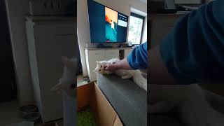 Kopf streicheln? Schlechte Idee 😼 (Zeitlupe zeigt alles!)