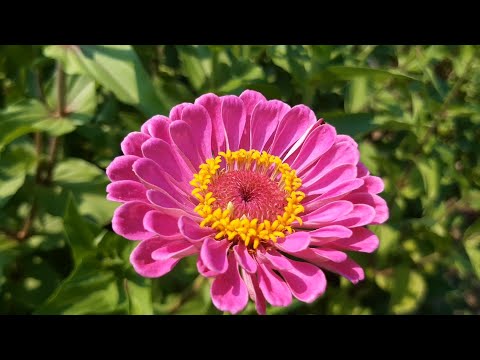 Video: Kulturele Asteraceae