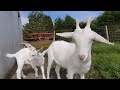 Goats and chickens up close vr180 8d ambisonic