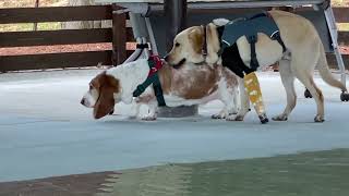 Max君＆Apollo君のドタバタ日記 Vo.9 by Basset Hound MAX君 とLabrador RetrieverのApollo君。 124 views 1 month ago 3 minutes, 38 seconds